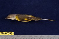 藏品(灰喉山椒鳥)的圖片